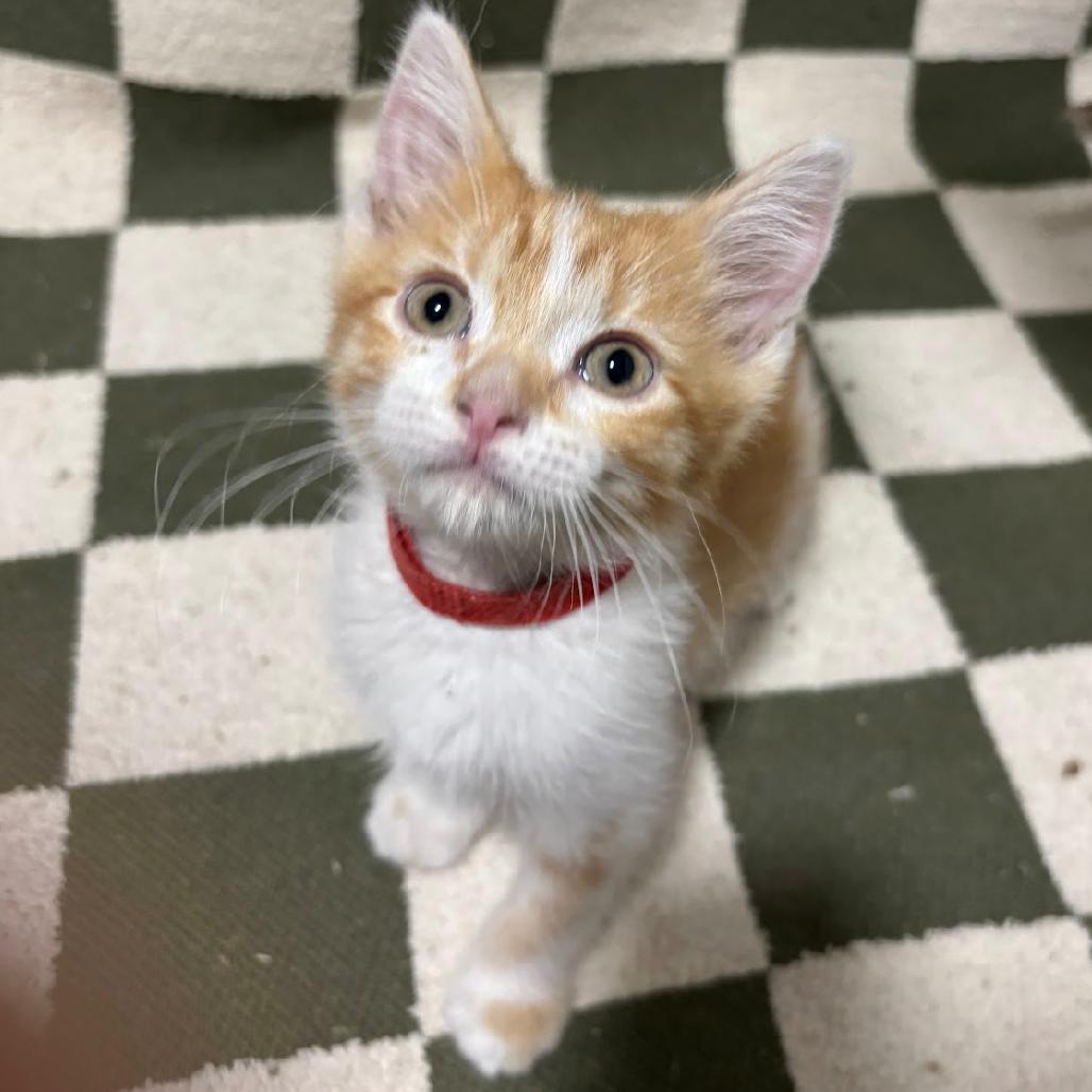Charmander (R), a Adoptable mixed breed in Commerce City, CO image 1/6