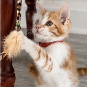 Charmander (R), a Adoptable mixed breed in Commerce City, CO image 2/6