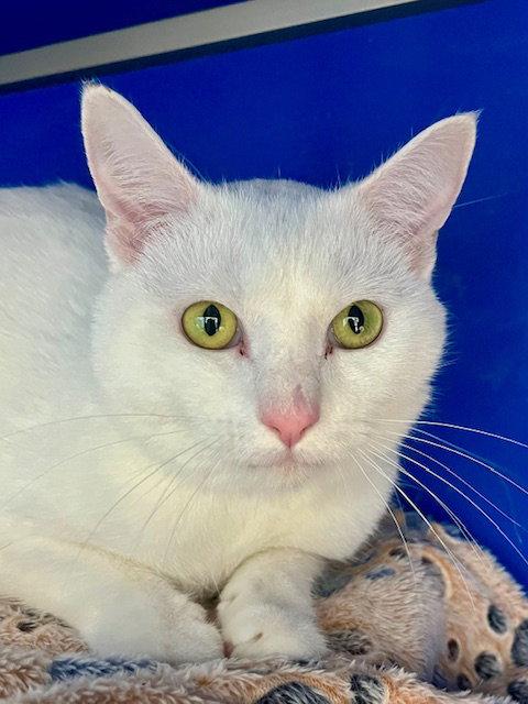 Enlarge Vixie, a Adoptable Domestic Short Hair in Webster, WI image 1/2