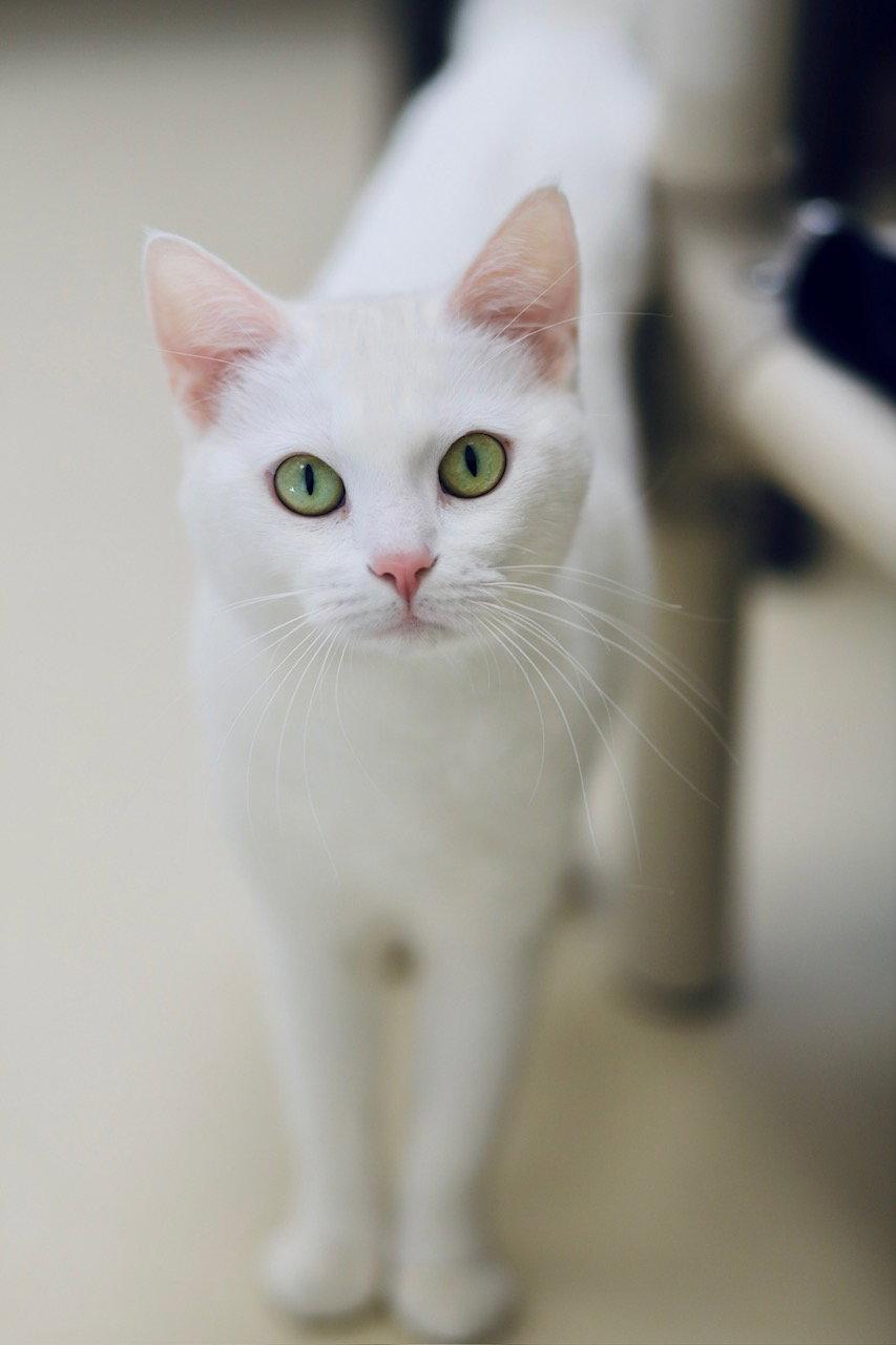 Enlarge Vixie, a Adoptable Domestic Short Hair in Webster, WI image 2/2