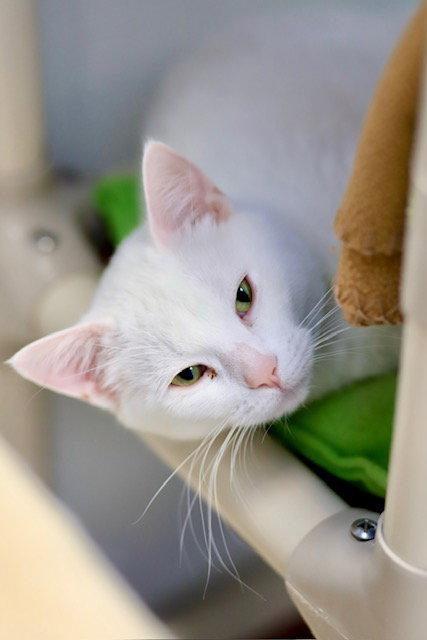 Enlarge Vixie, a Adoptable Domestic Short Hair in Webster, WI image 2/3