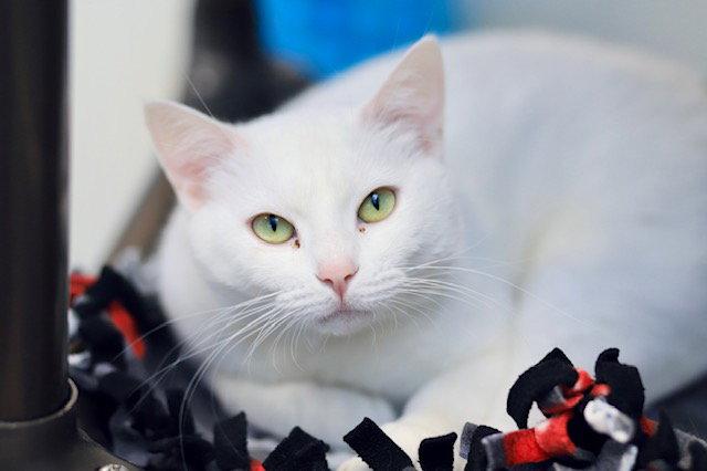 Enlarge Vixie, a Adoptable Domestic Short Hair in Webster, WI image 3/3