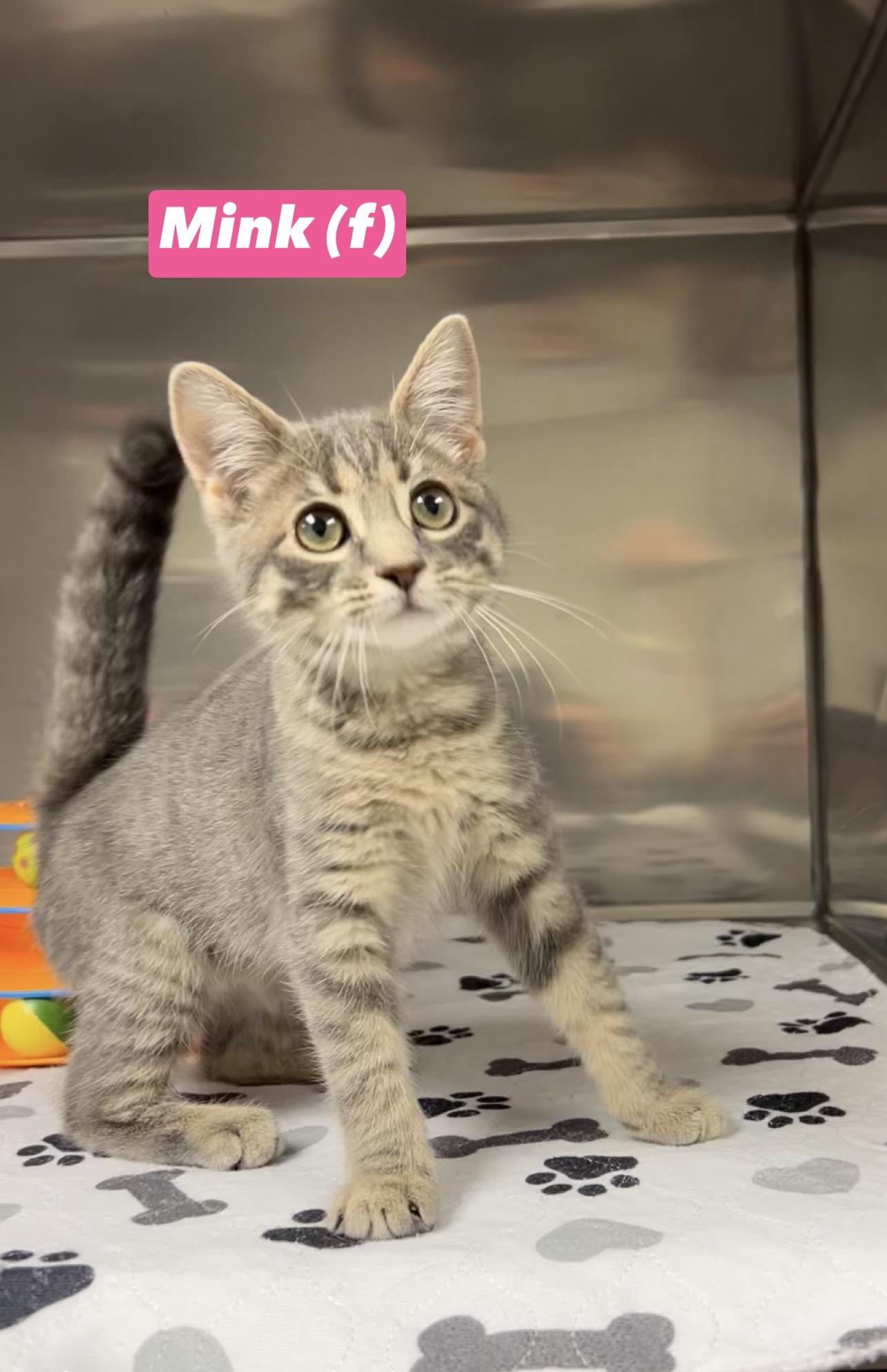 Mink, Baby Female Domestic Short Hair