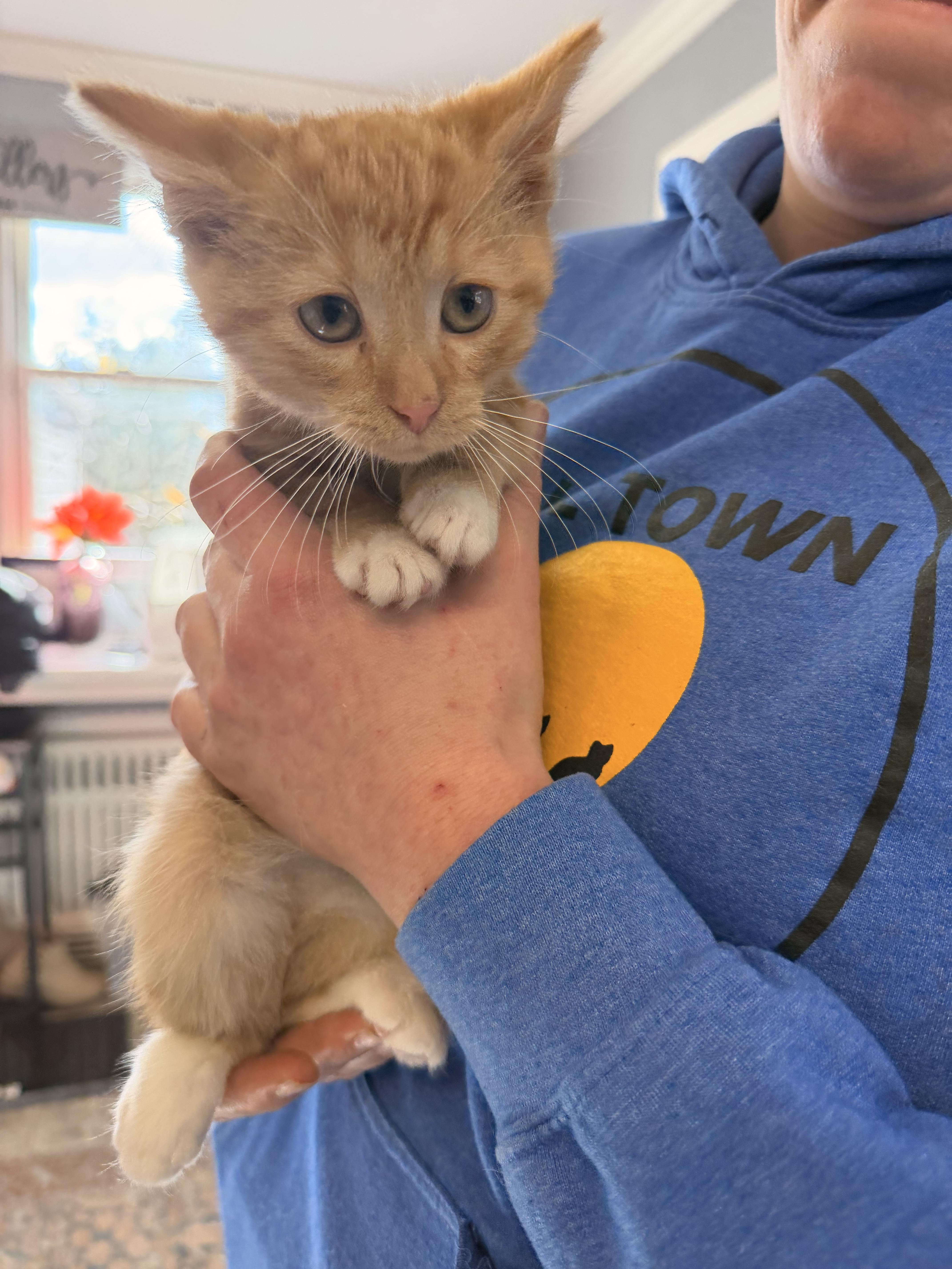 Enlarge Jasper, a Adopted Domestic Short Hair in Clymer, PA image 1/1