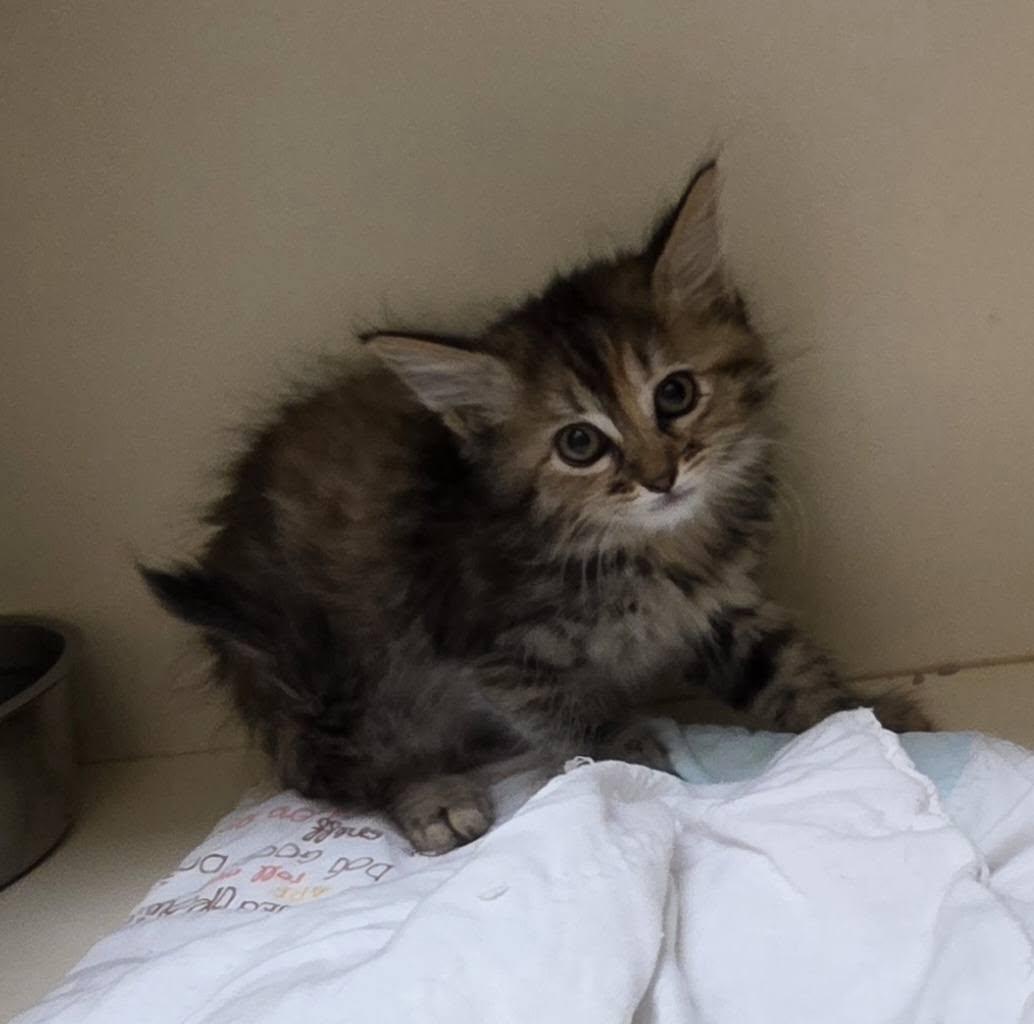 26-98B, ADOPTABLE, Young Male Domestic Long Hair.