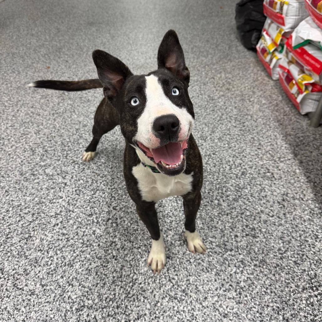 Gypsy, a Adoptable mixed breed in Fairmont, WV image 1/6