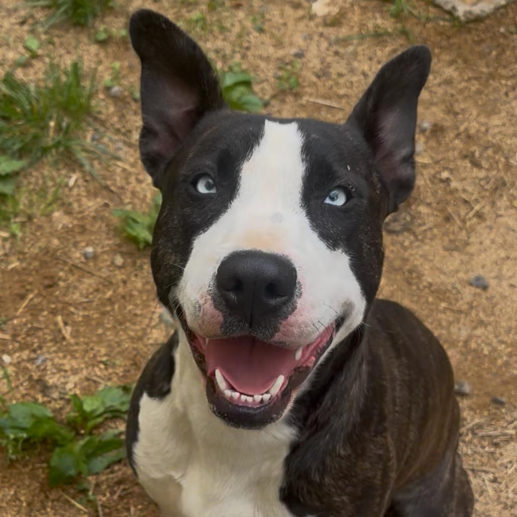 Gypsy, a Adoptable mixed breed in Fairmont, WV image 2/6
