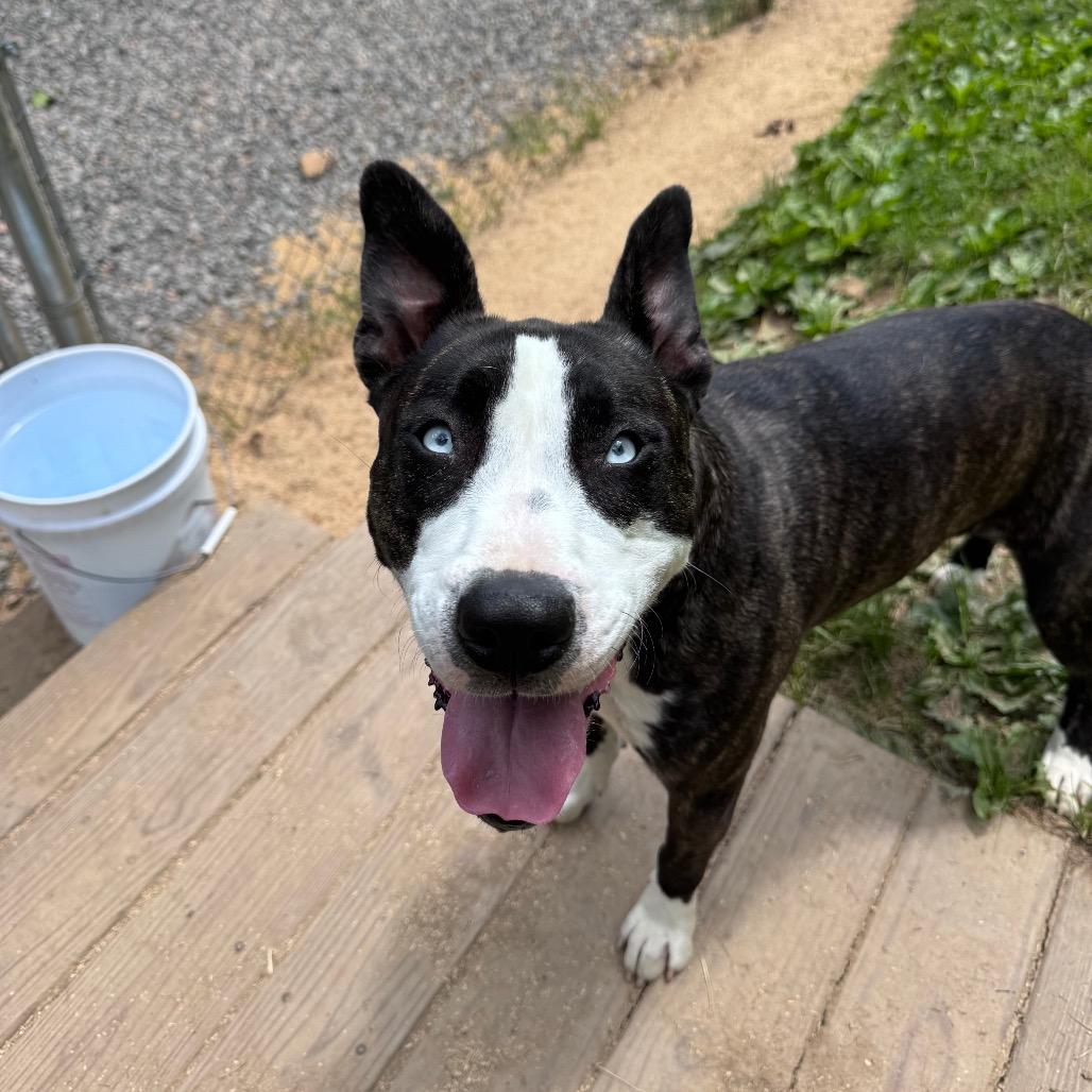 Gypsy, a Adoptable mixed breed in Fairmont, WV image 3/6