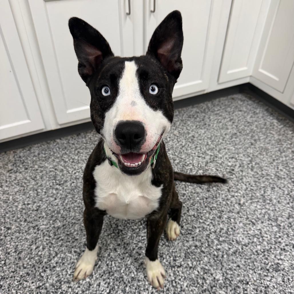 Gypsy, a Adoptable mixed breed in Fairmont, WV image 4/6
