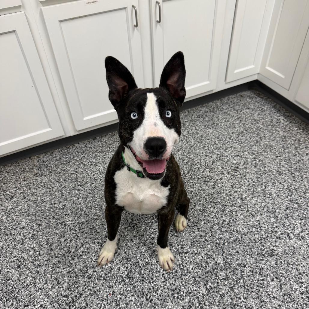 Gypsy, a Adoptable mixed breed in Fairmont, WV image 5/6
