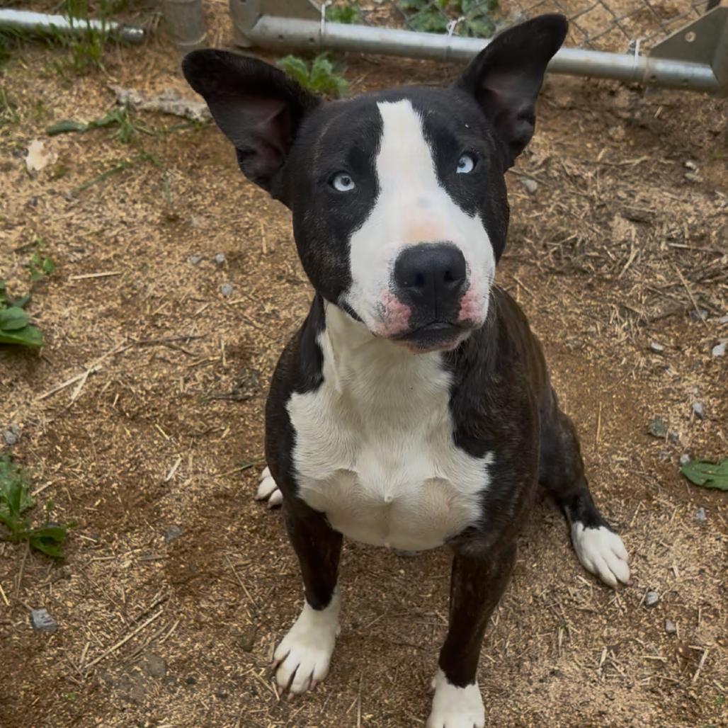 Gypsy, a Adoptable mixed breed in Fairmont, WV image 6/6