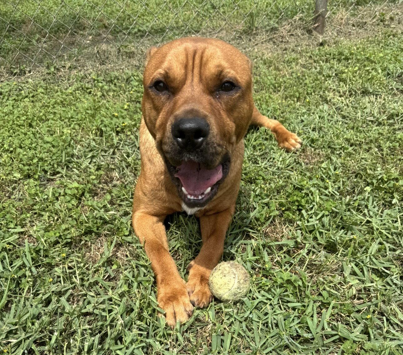 Tommy, Adoptable, Young Male Shar-Pei & Labrador Retriever.