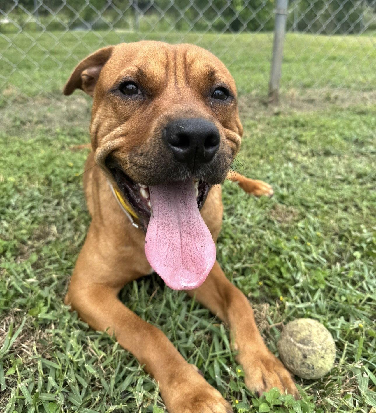 Tommy, a Adoptable mixed breed in Houston, TX image 2/3