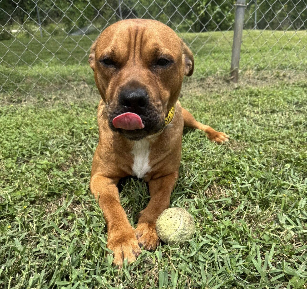 Tommy, a Adoptable mixed breed in Houston, TX image 3/3