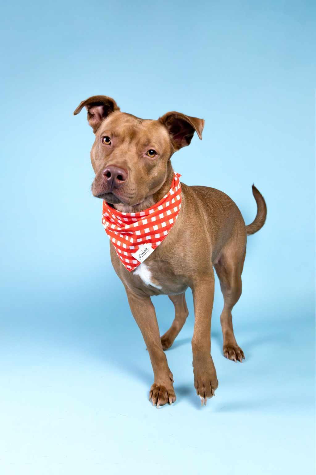 Rusty, a Adopted mixed breed in Des Moines, WA image 3/5