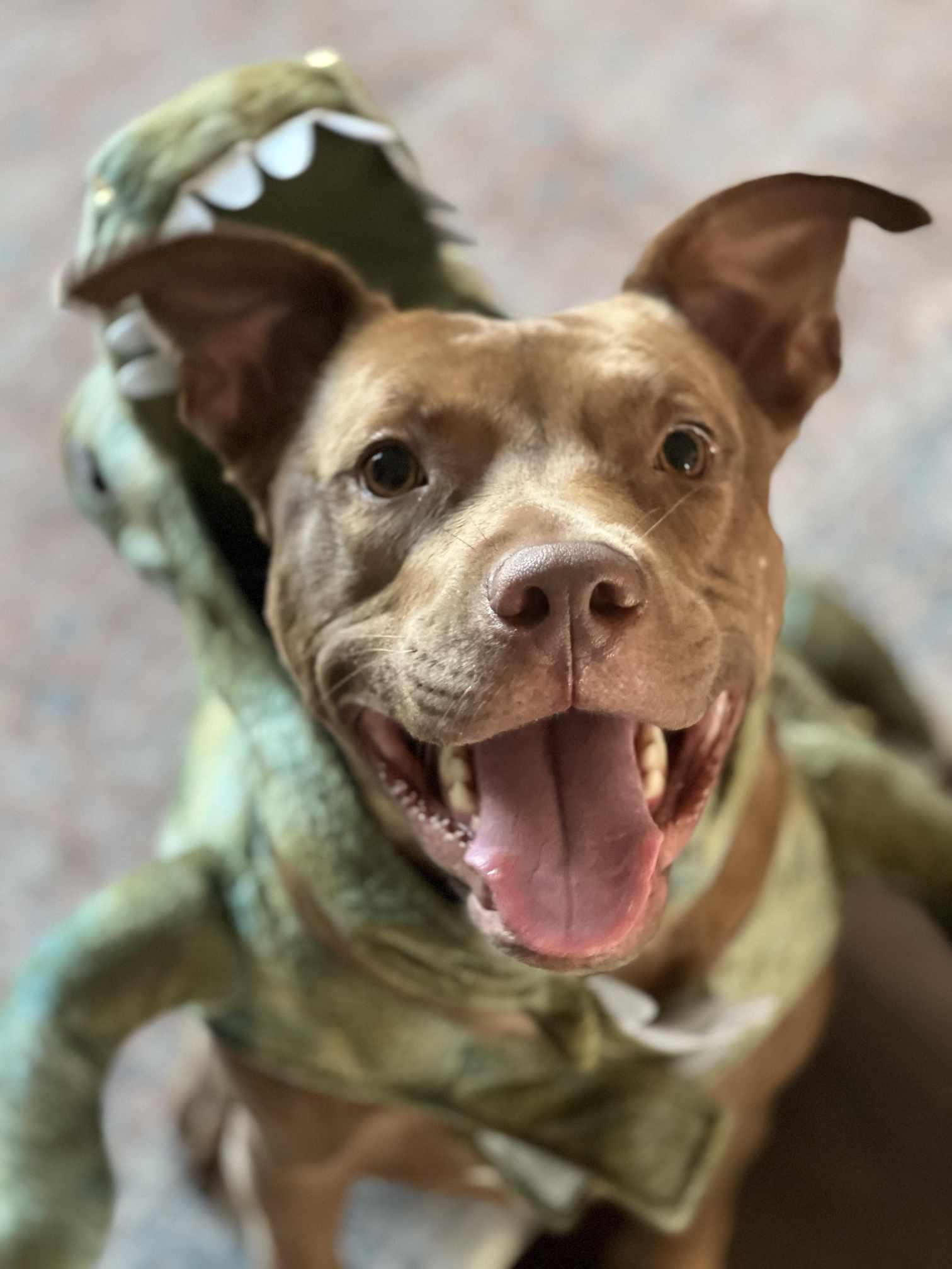 Rusty, a Adopted mixed breed in Des Moines, WA image 4/5