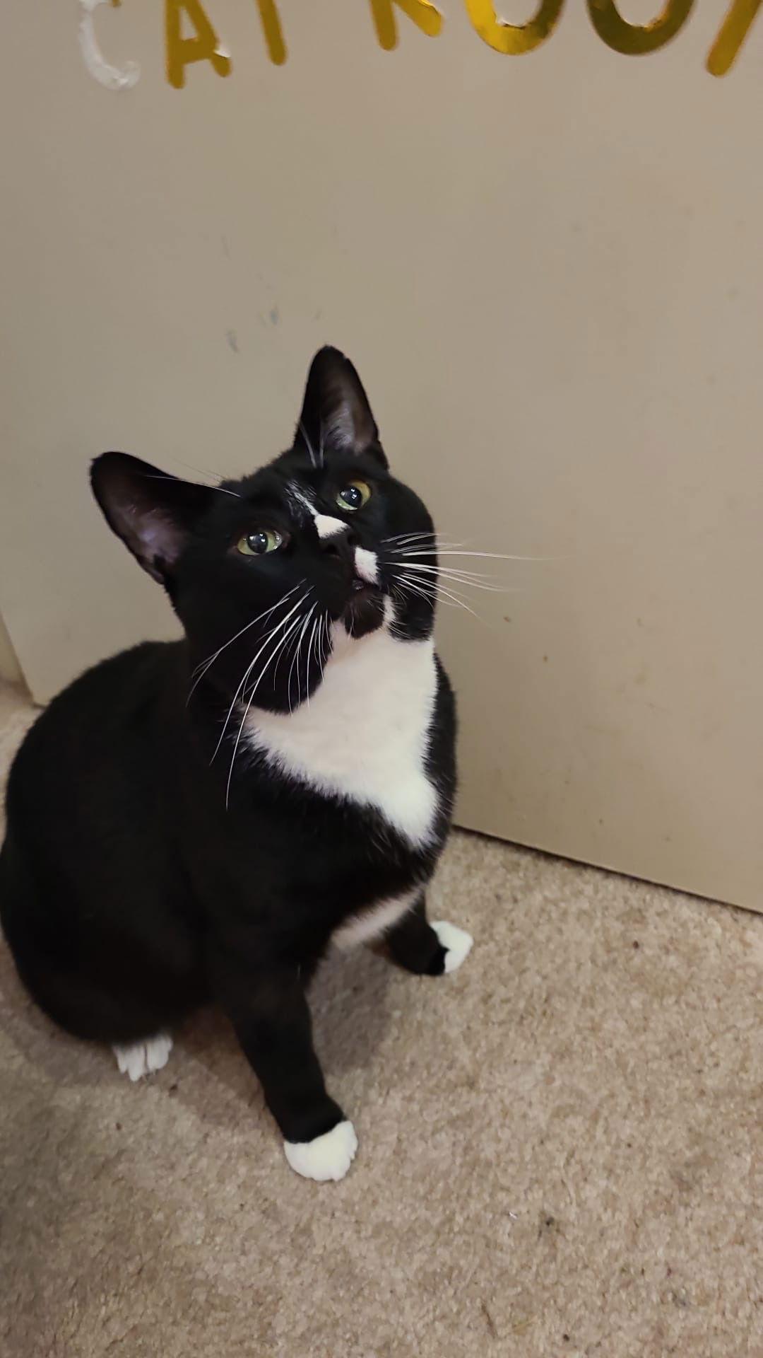 Cinnamon (& Spade), Adopted, Young Female Siamese & Turkish Angora.