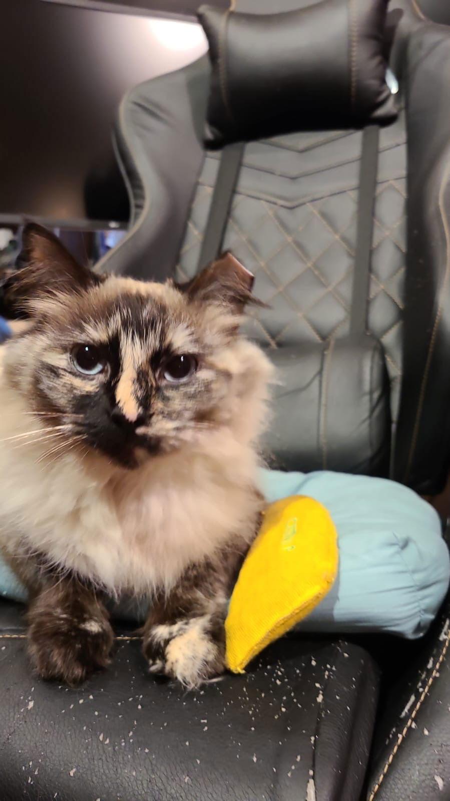 Enlarge Cinnamon (& Spade), a Adopted mixed breed in Castro Valley, CA image 2/3