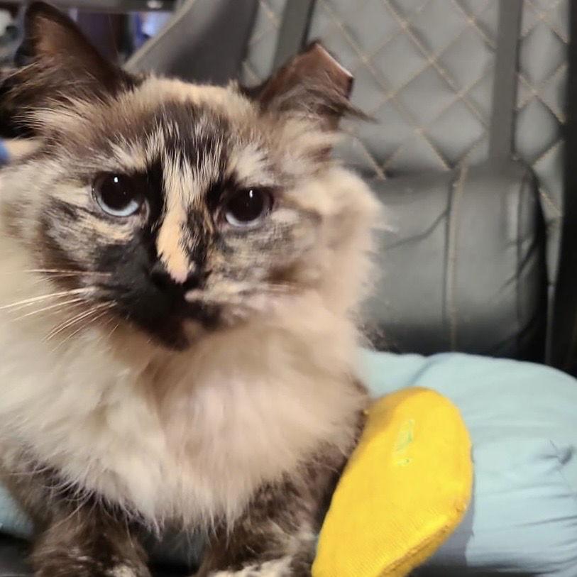 Enlarge Cinnamon (& Spade), a Adopted mixed breed in Castro Valley, CA image 3/3