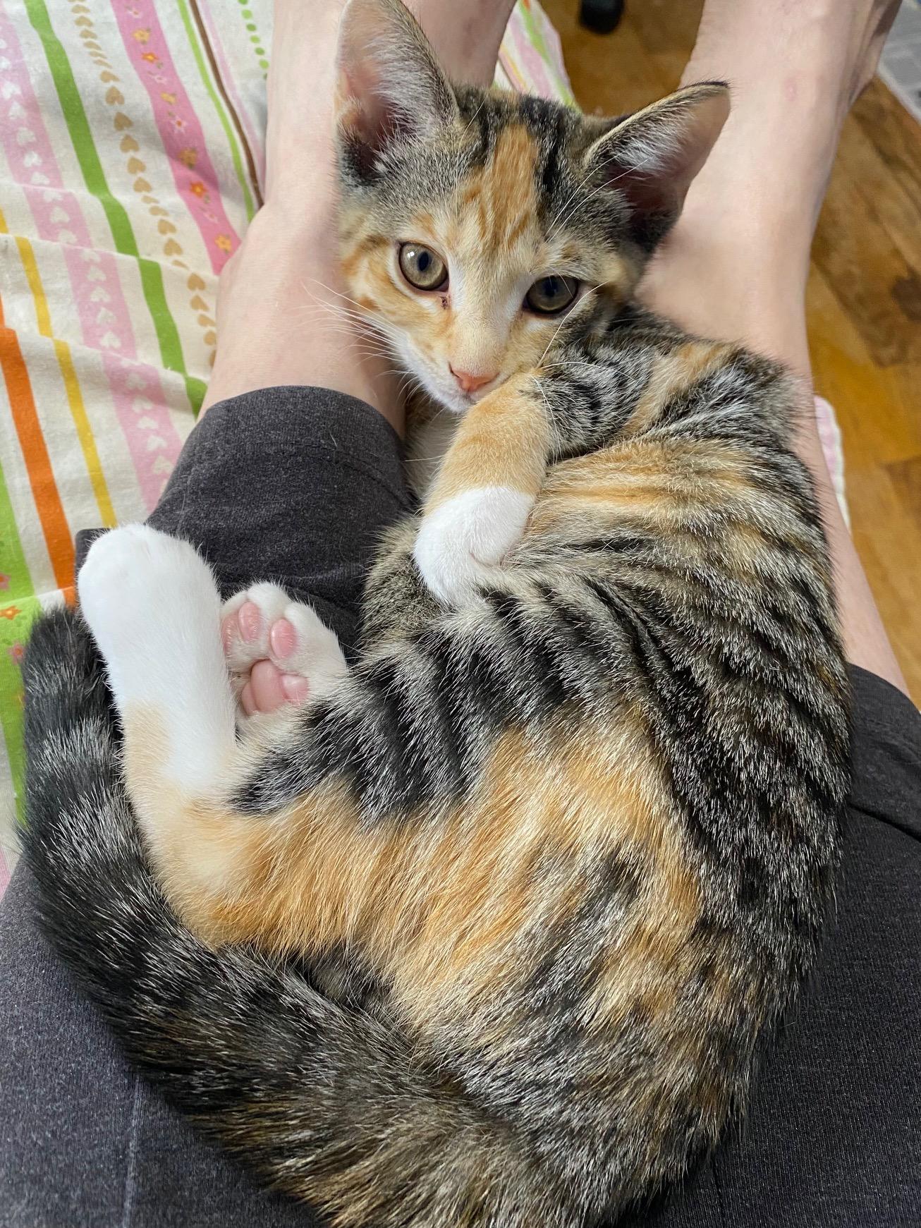 Polly, Adoptable, Kitten Female Domestic Short Hair.