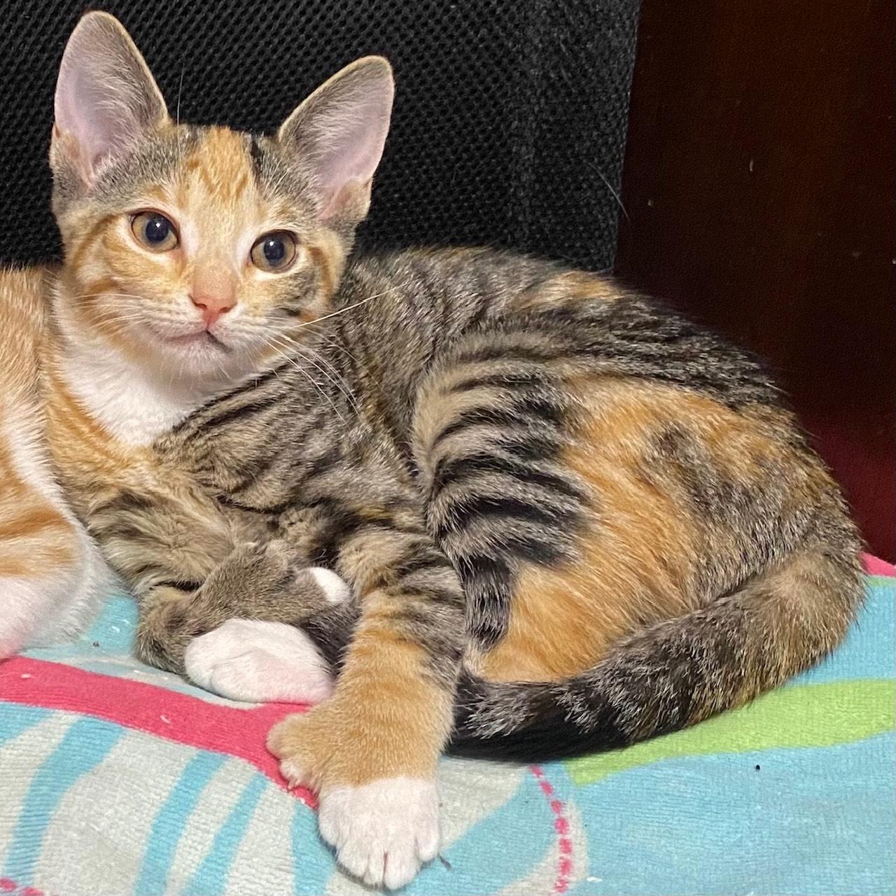 Polly, a Adoptable Domestic Short Hair in Washington Grove, MD image 2/5