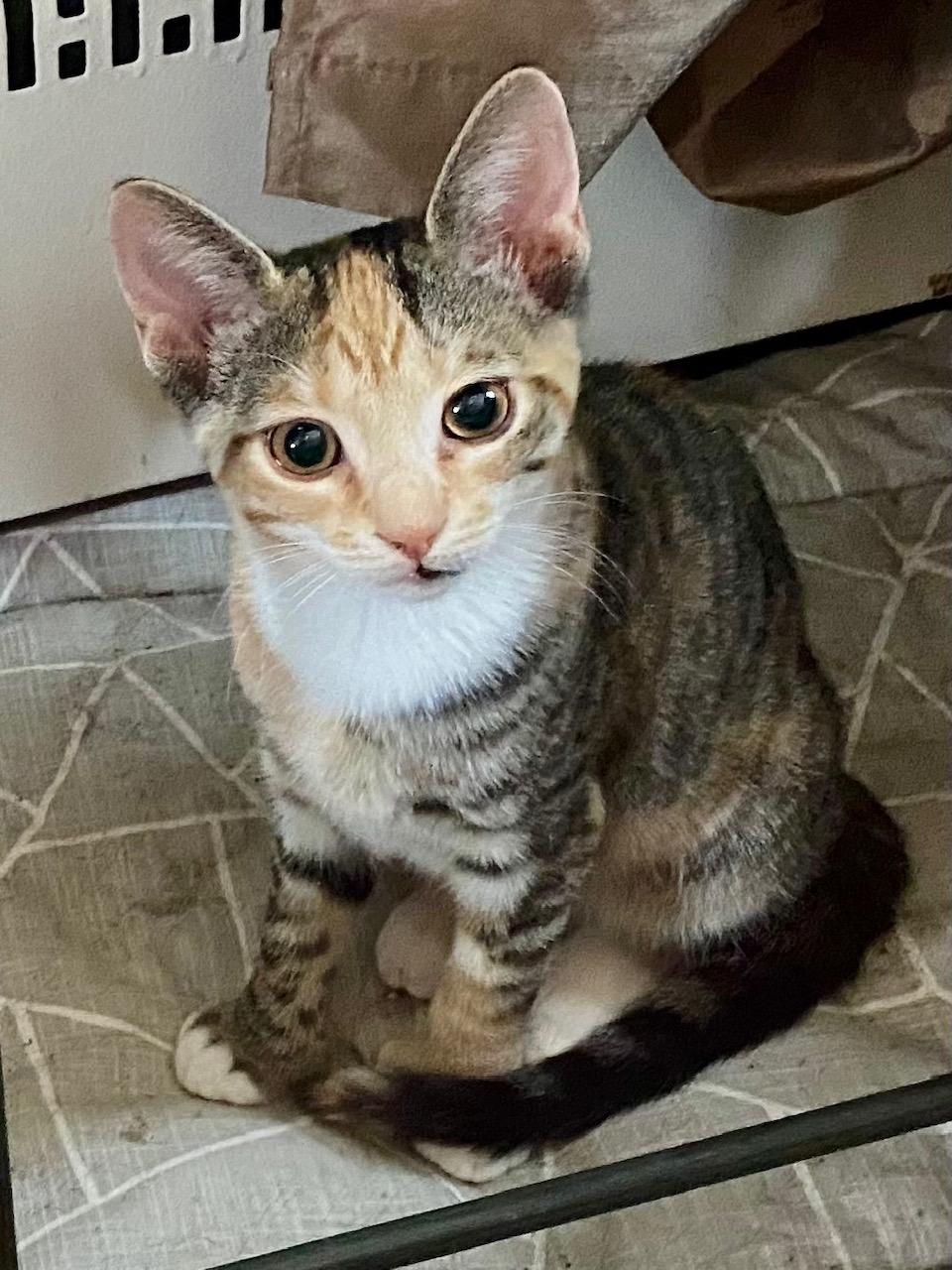 Polly, a Adoptable Domestic Short Hair in Washington Grove, MD image 3/5