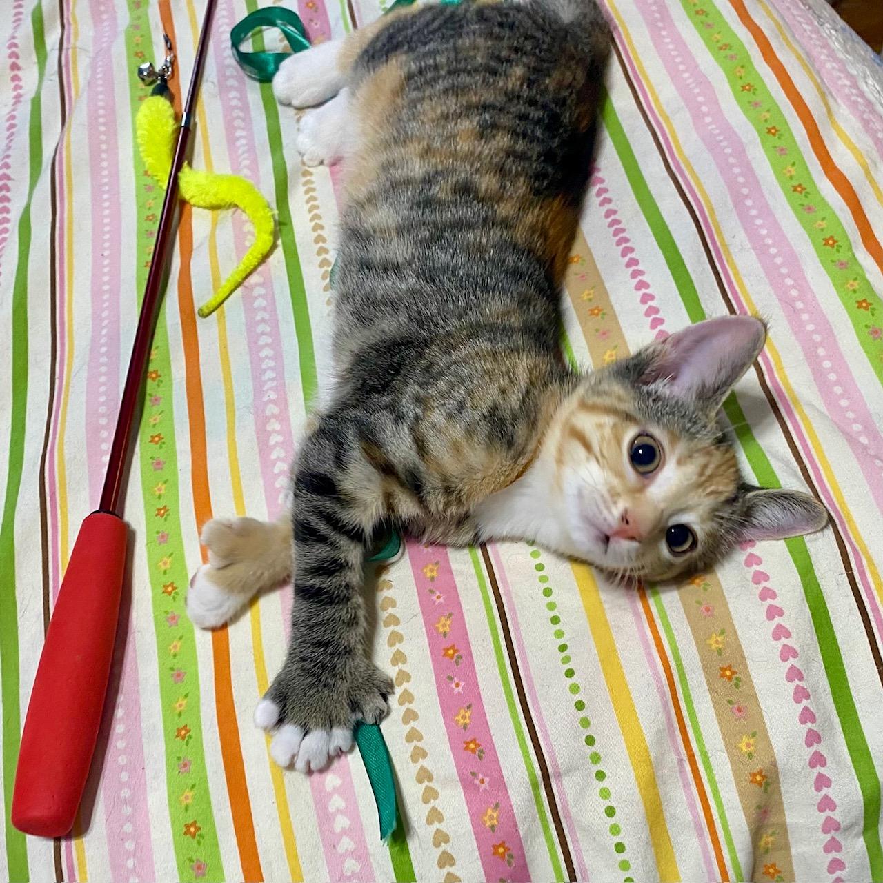 Polly, a Adoptable Domestic Short Hair in Washington Grove, MD image 4/5