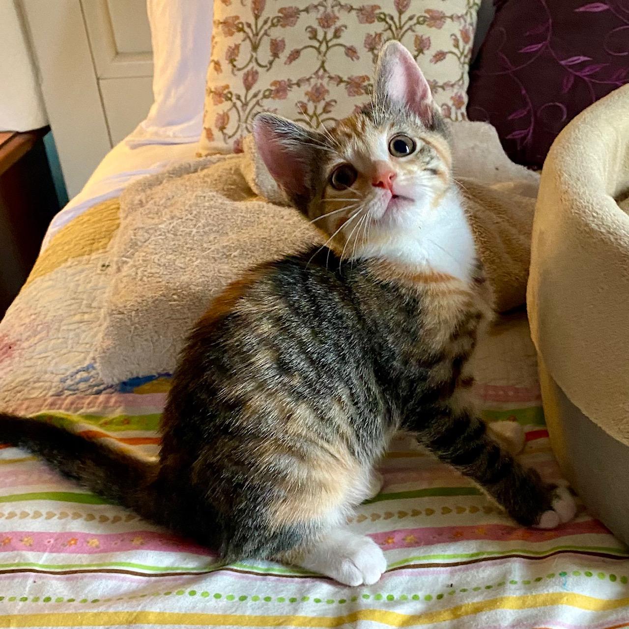 Polly, a Adoptable Domestic Short Hair in Washington Grove, MD image 5/5