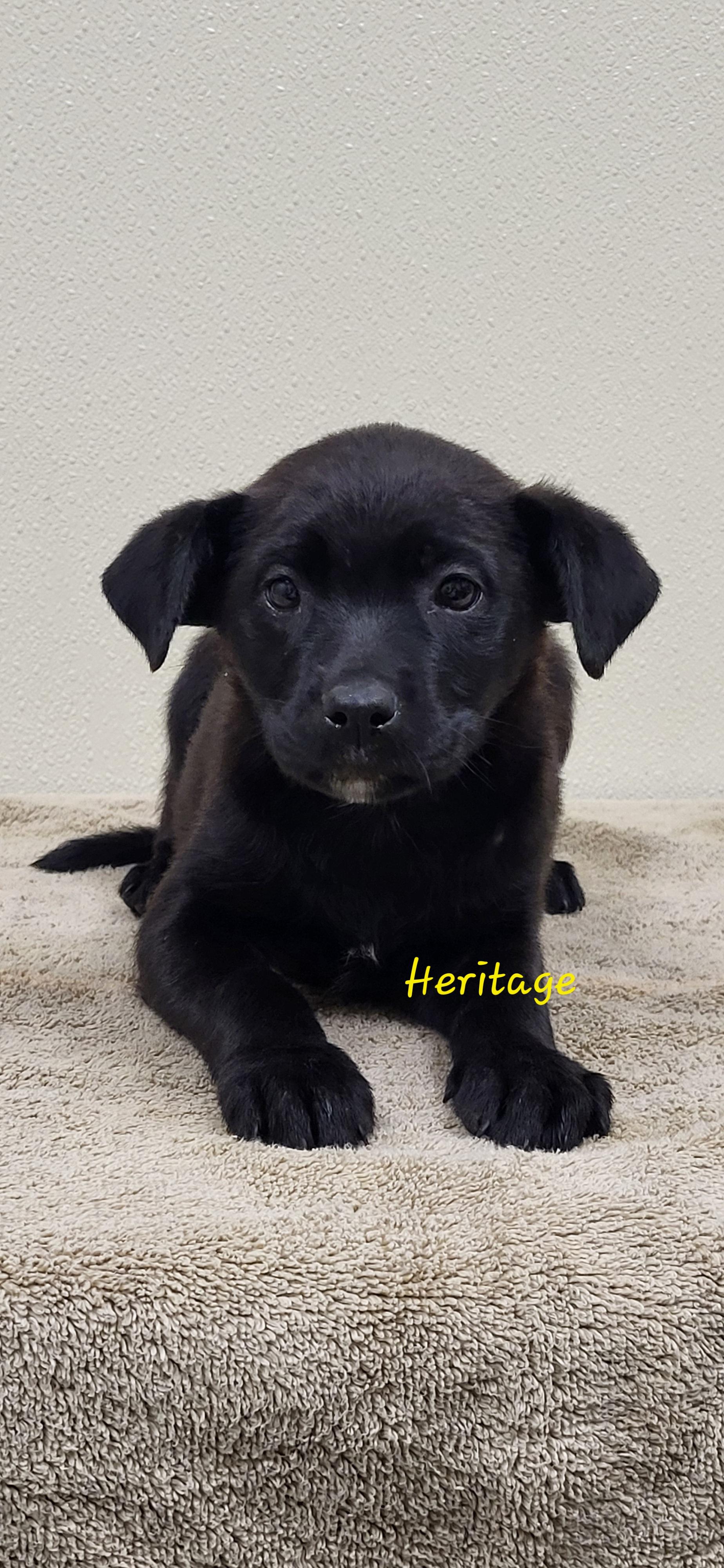 Enlarge Heritage, a ADOPTABLE mixed breed in Marion, MS image 1/1