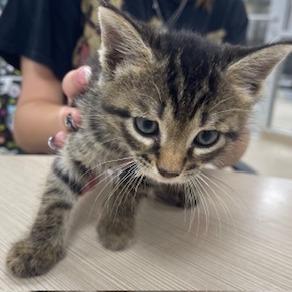 Loki, Adoptable, Kitten Male Domestic Short Hair.