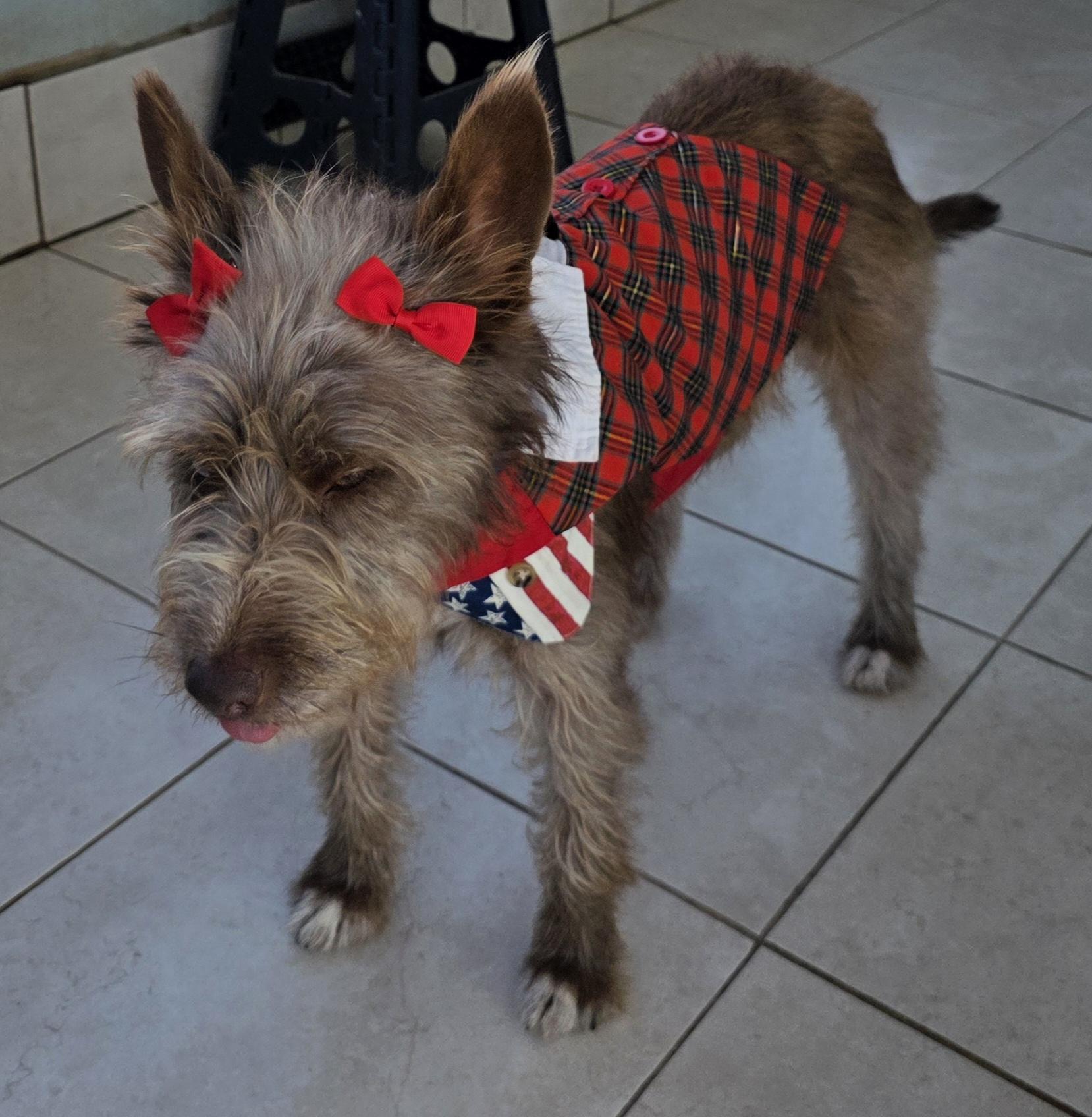 Cokoa, a ADOPTABLE mixed breed in Fallbrook, CA image 1/6