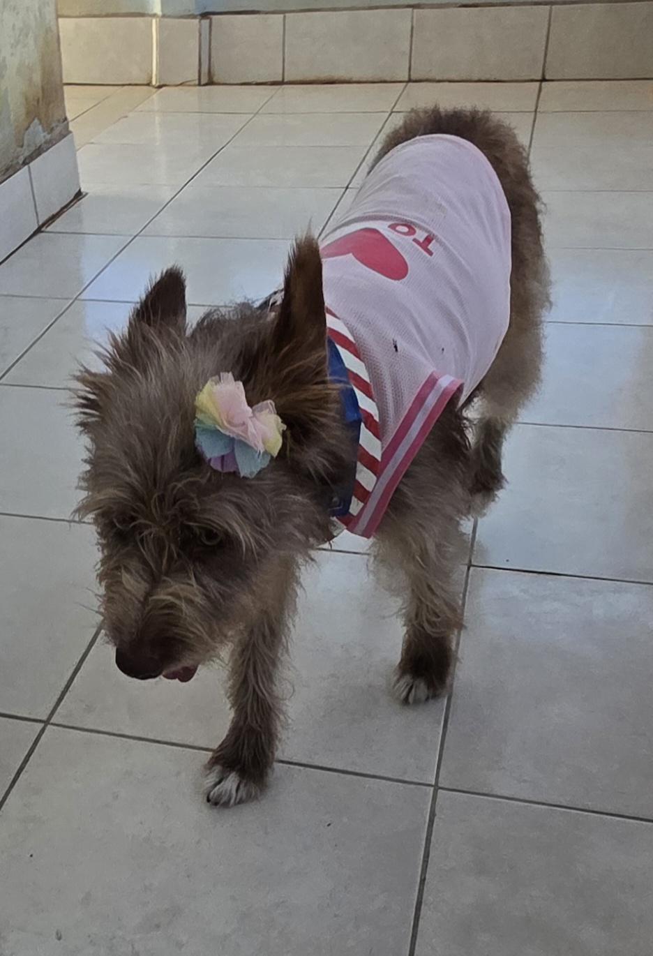 Cokoa, a ADOPTABLE mixed breed in Fallbrook, CA image 6/6
