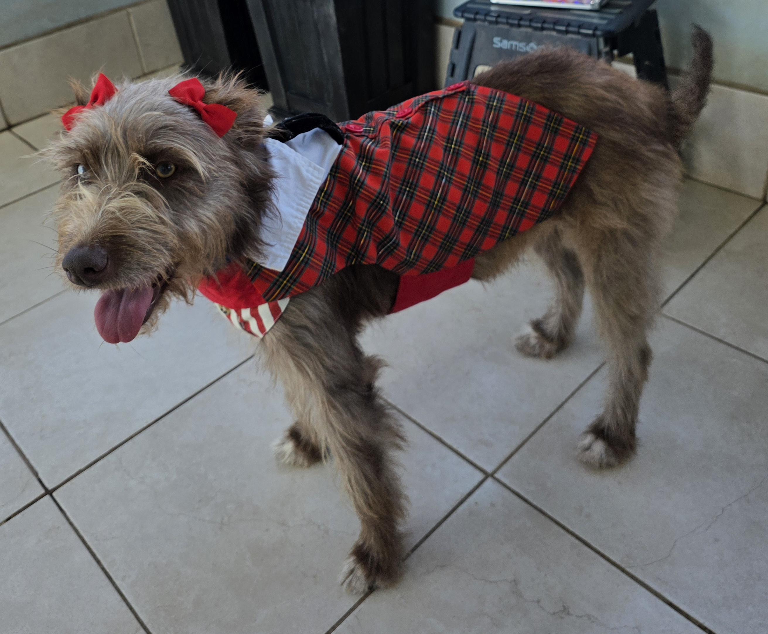 Cokoa, a ADOPTABLE mixed breed in Fallbrook, CA image 5/6