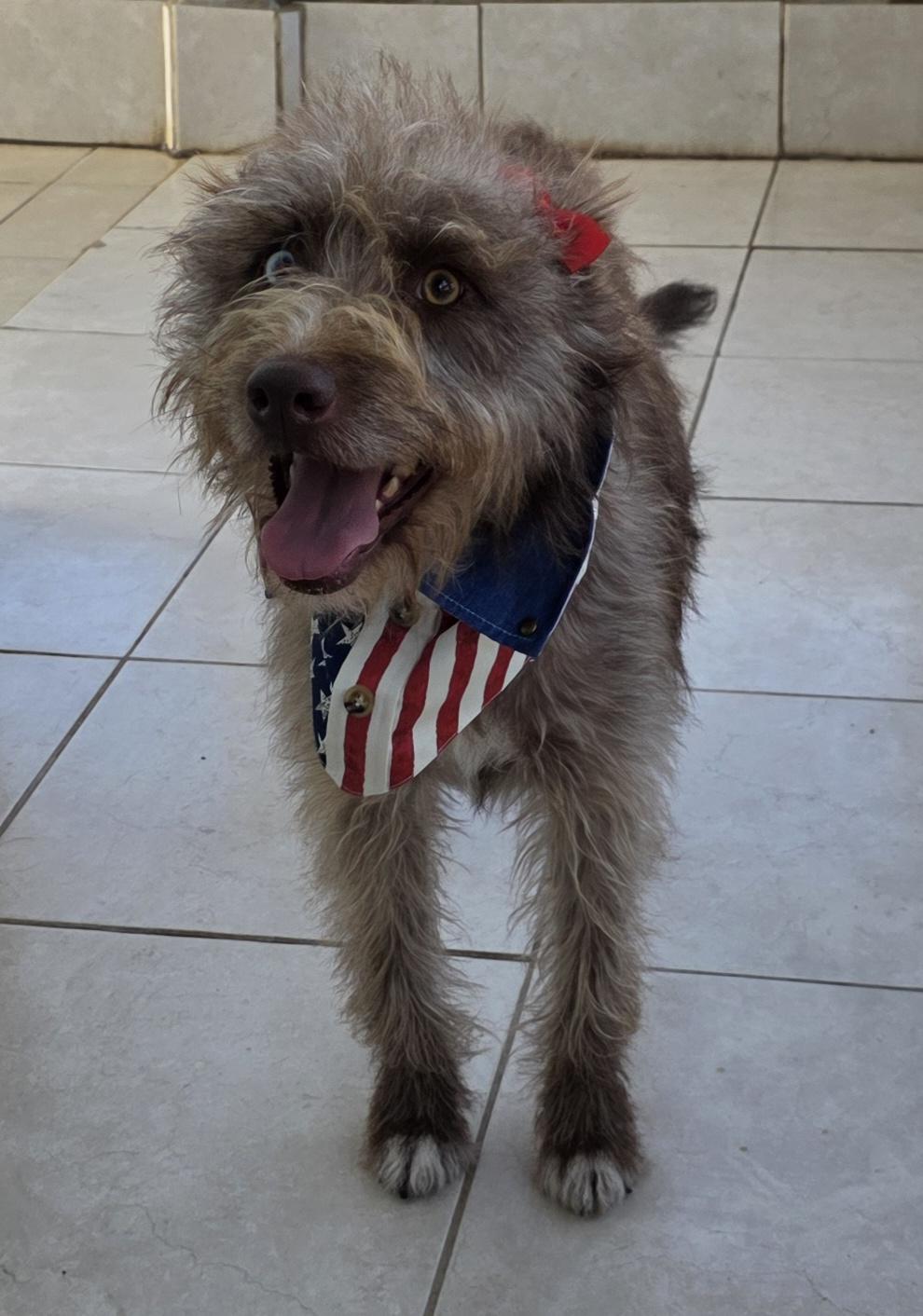 Cokoa, a ADOPTABLE mixed breed in Fallbrook, CA image 4/6