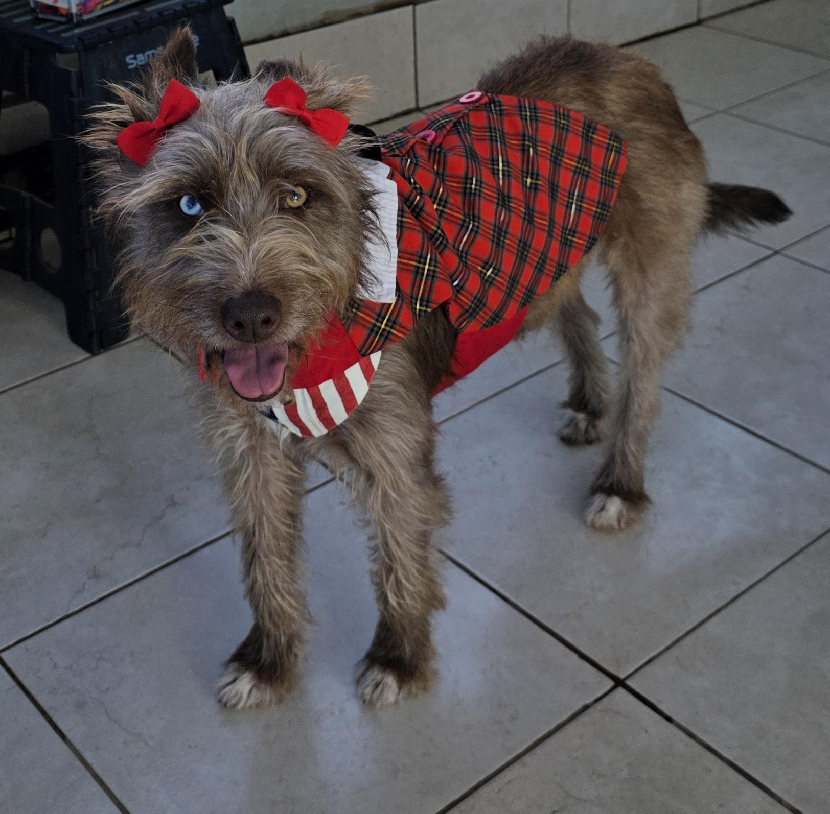 Cokoa, a ADOPTABLE mixed breed in Fallbrook, CA image 3/6