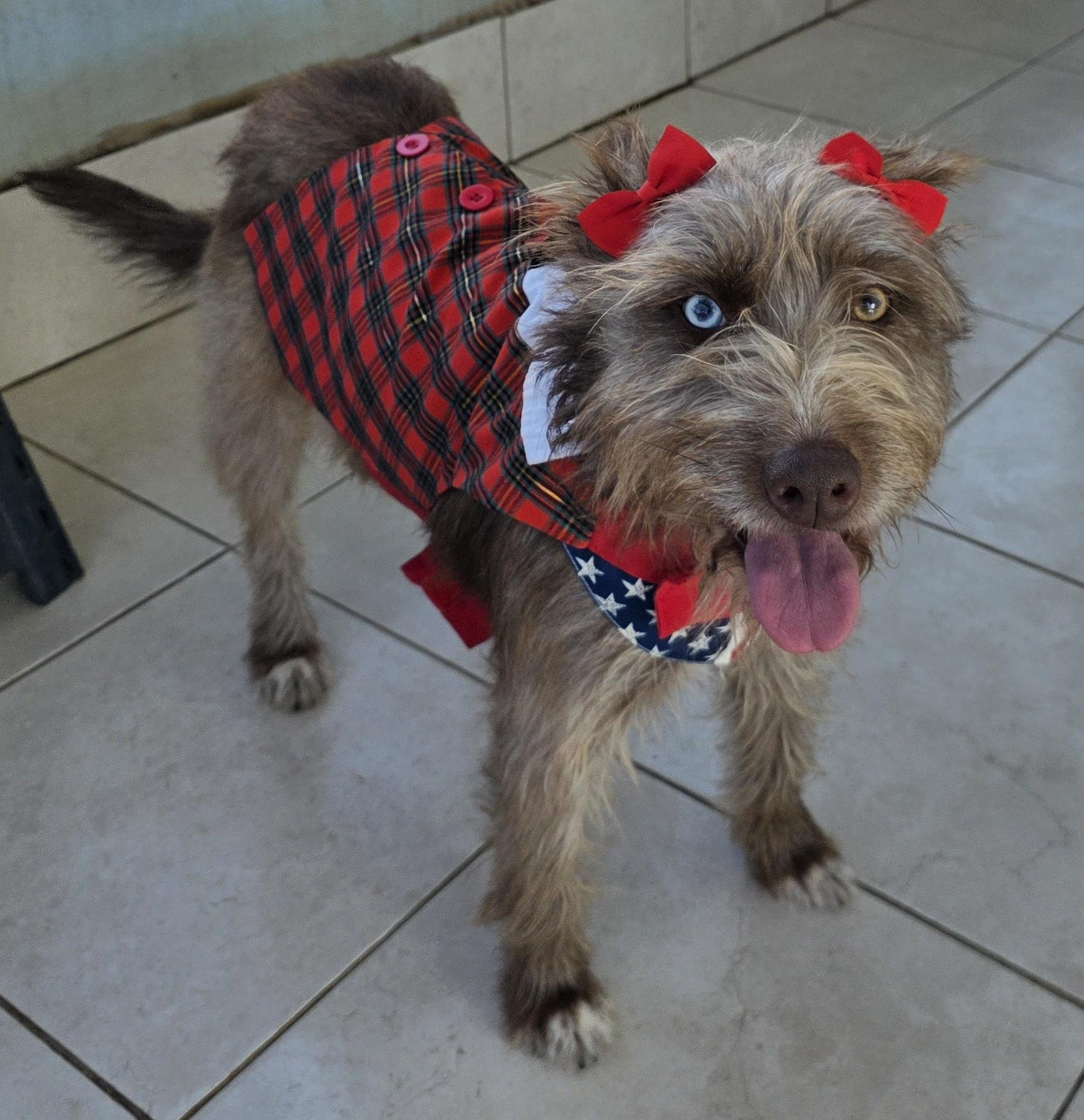 Cokoa, a ADOPTABLE mixed breed in Fallbrook, CA image 2/6