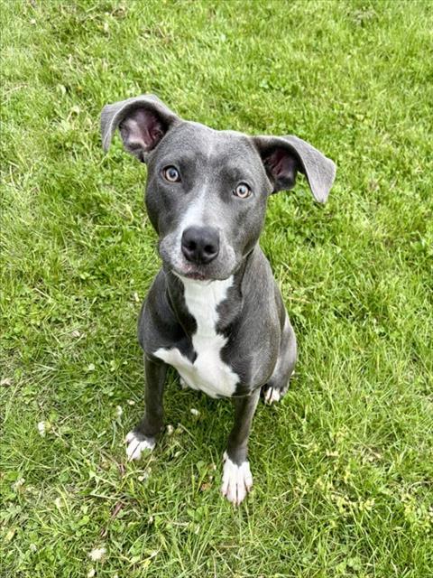 RADAR, Adoptable, Young Female Staffordshire Bull Terrier.