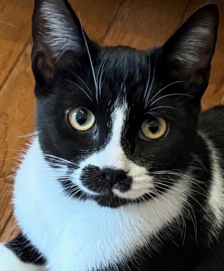 Enlarge Lacey, a ADOPTABLE Domestic Short Hair in Richmond Hill, ON image 1/4