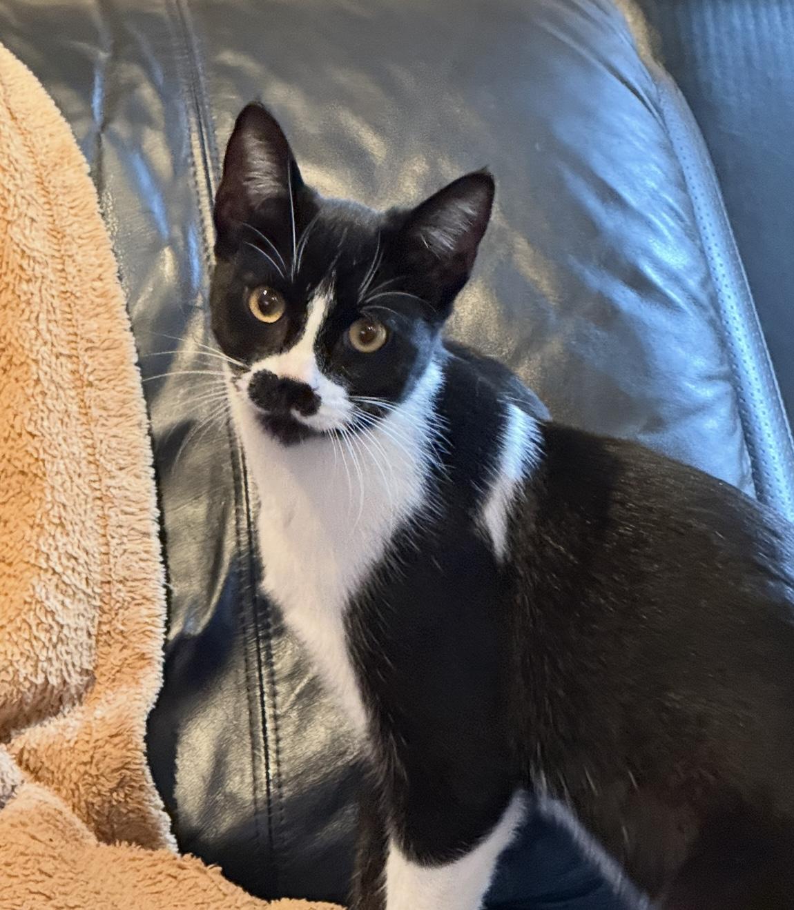 Enlarge Lacey, a ADOPTABLE Domestic Short Hair in Richmond Hill, ON image 2/4