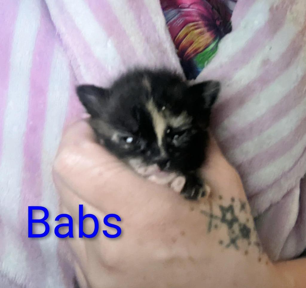 Babs, Adoptable, Kitten Female Domestic Short Hair.