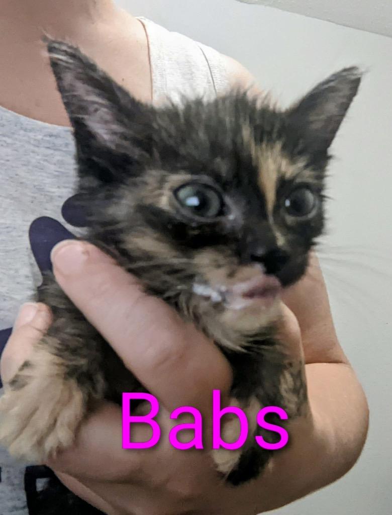 Babs, a Adoptable mixed breed in Ada, OK image 2/2