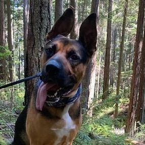 Enlarge Hogan, a ADOPTABLE mixed breed in Snoqualmie, WA image 1/3