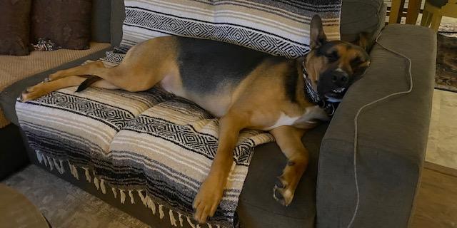 Enlarge Hogan, a ADOPTABLE mixed breed in Snoqualmie, WA image 2/3
