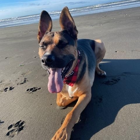 Enlarge Hogan, a ADOPTABLE mixed breed in Snoqualmie, WA image 3/3