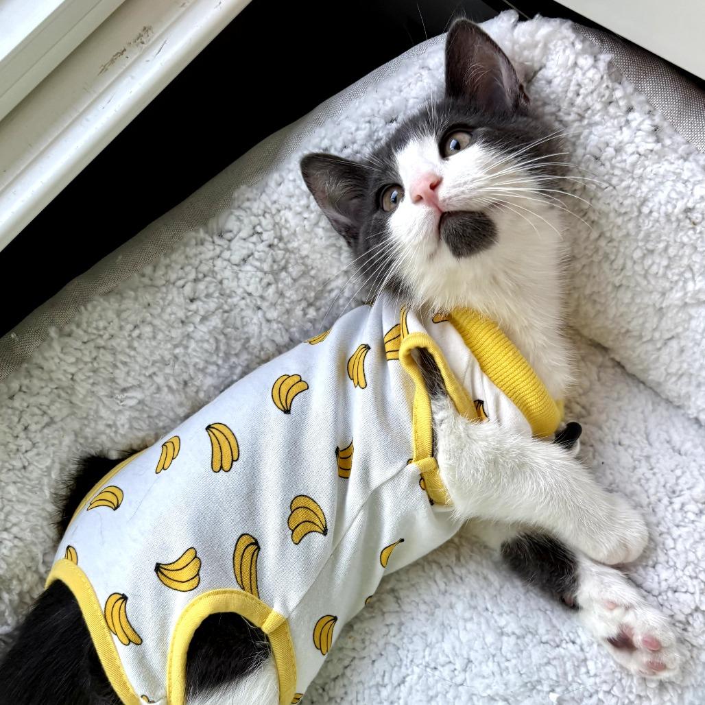 Enlarge Muffin, a ADOPTABLE Domestic Short Hair in Parkland, FL image 3/6