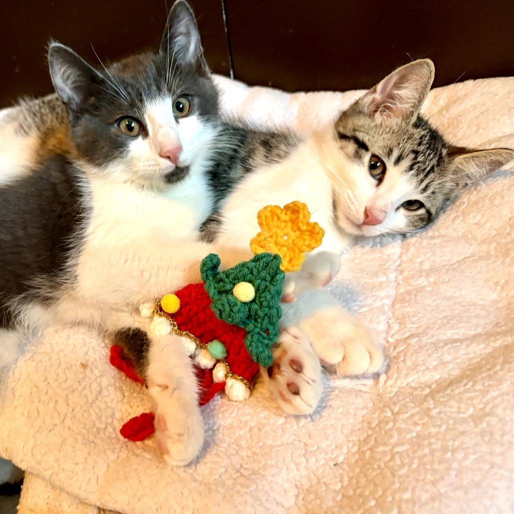 Enlarge Muffin, a ADOPTABLE Domestic Short Hair in Parkland, FL image 6/6