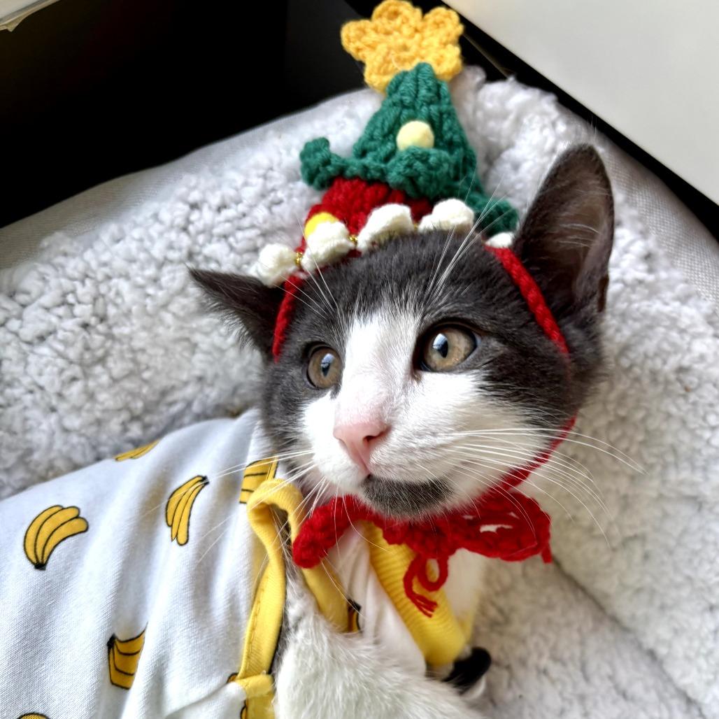 Enlarge Muffin, a ADOPTABLE Domestic Short Hair in Parkland, FL image 4/6