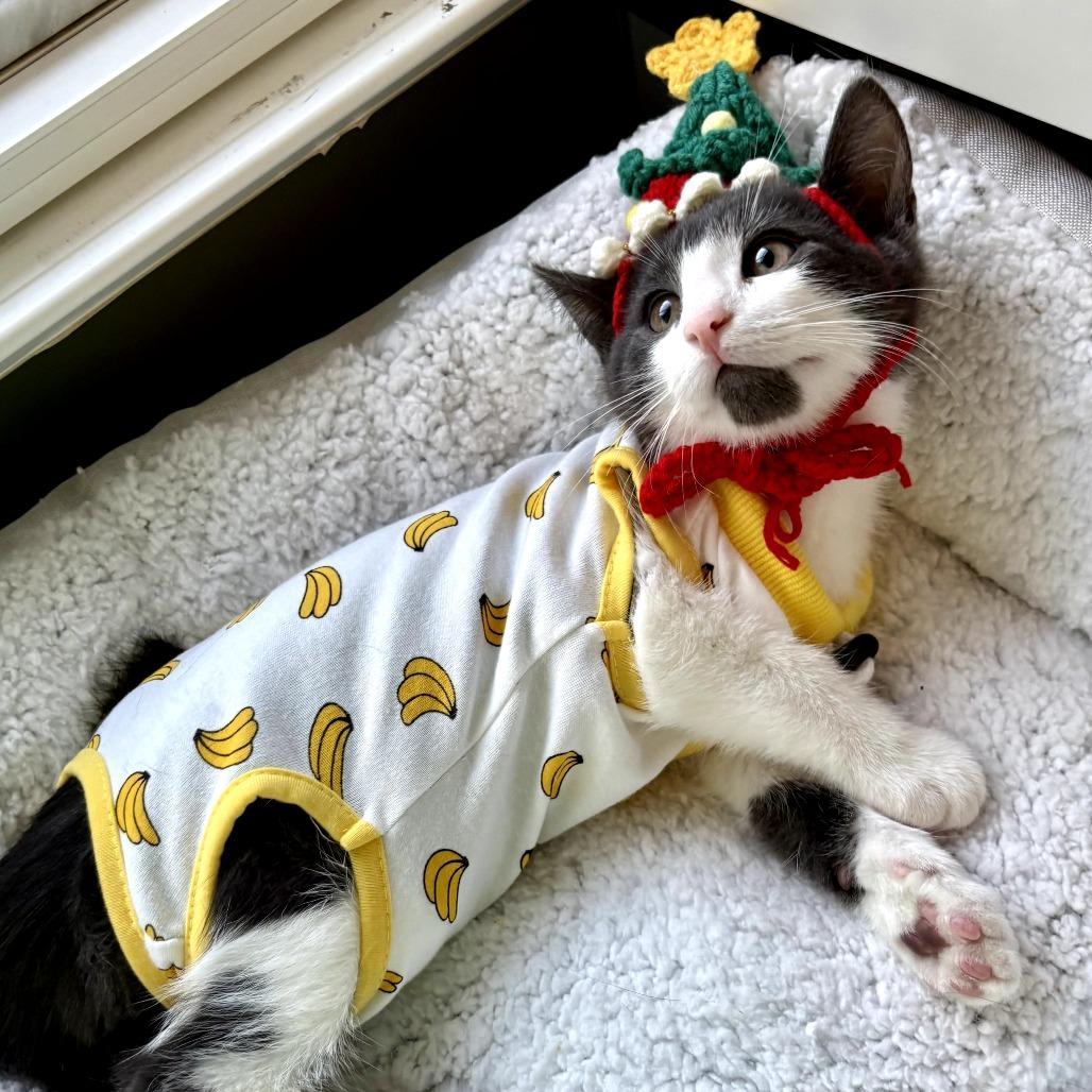 Enlarge Muffin, a ADOPTABLE Domestic Short Hair in Parkland, FL image 5/6