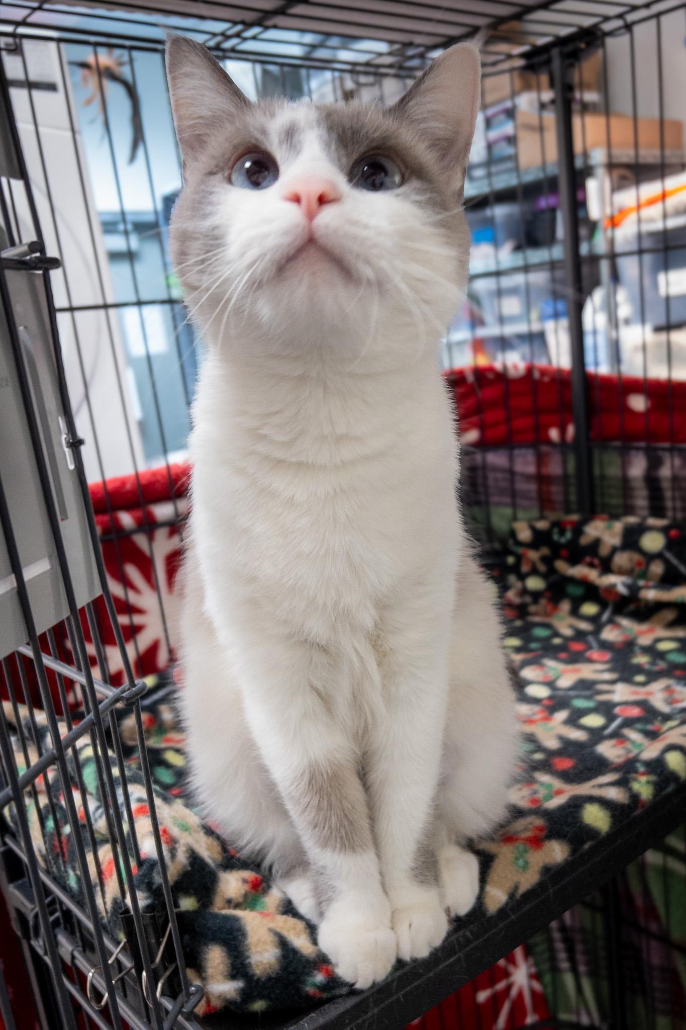 Enlarge Luna, a ADOPTABLE mixed breed in Overland Park, KS image 2/4