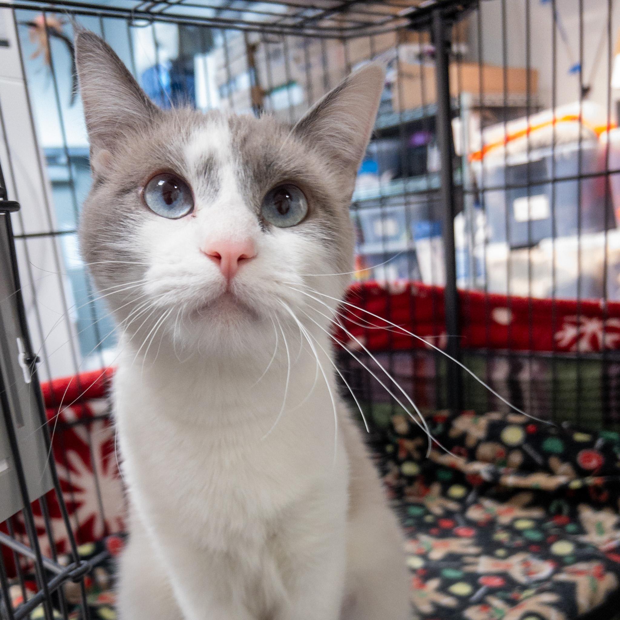 Luna, ADOPTABLE, Adult Female Snowshoe & Domestic Short Hair.